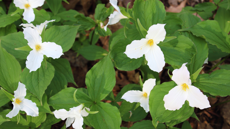 Discover Greene County's Best Flower-Peeping Locations This Spring | Wright-Patt Realty