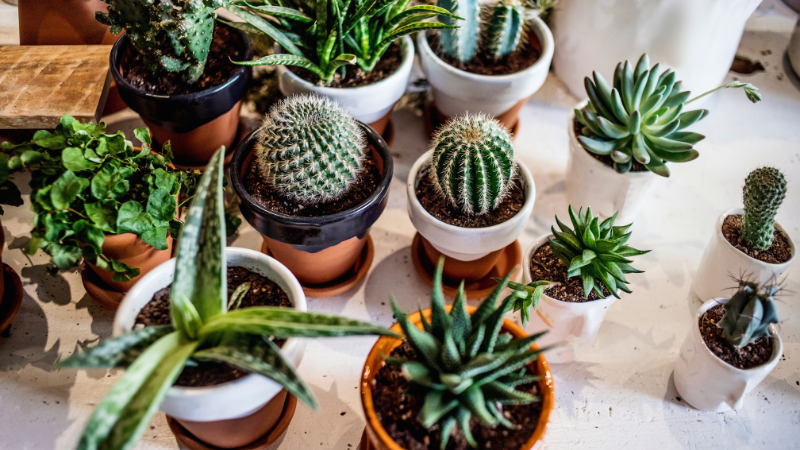 Garden Indoors: Easy Steps to Keep Your Houseplants Happy | Wright-Patt Realty