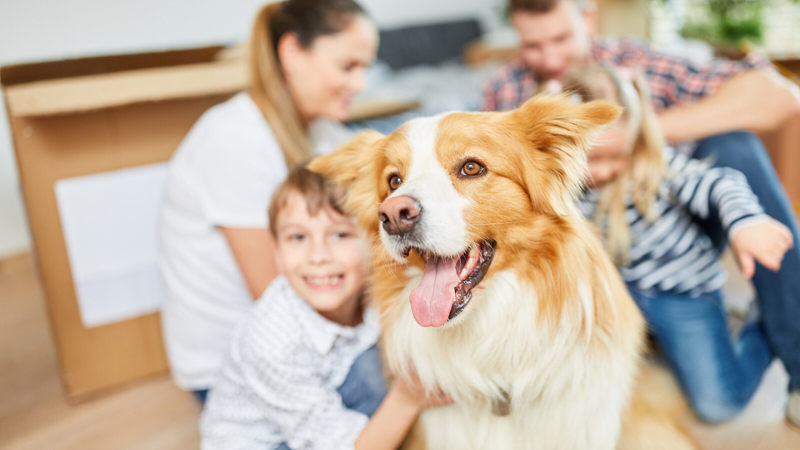 Making Moves Fun: Engaging Activities to Help Kids and Pets Settle In | Wright-Patt Realty