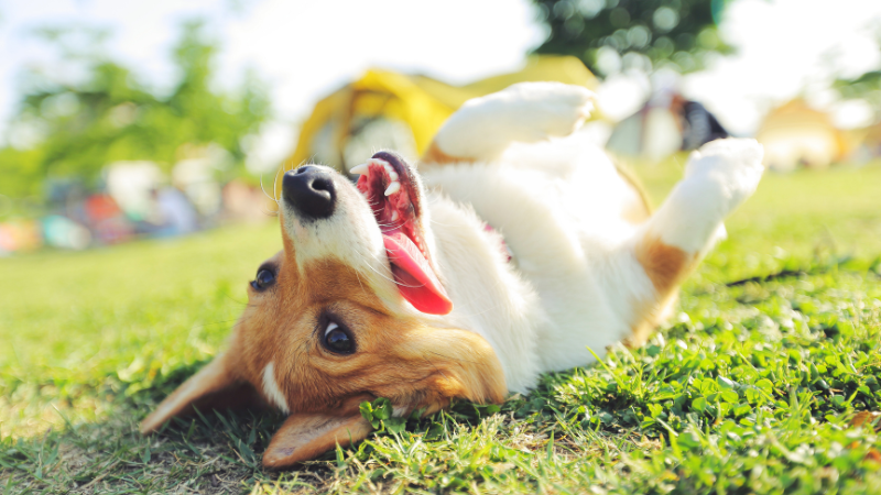 Strengthen Your Pup's Health for Canine Fitness Month | Wright-Patt Realty