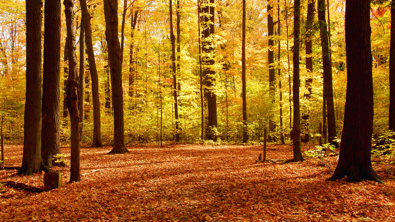 Take the Family on a Colorful Fall Hike Around Beavercreek | Wright-Patt Realty