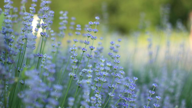 Family-Friendly Spring Events Happening Around Greene County | Wright-Patt Realty