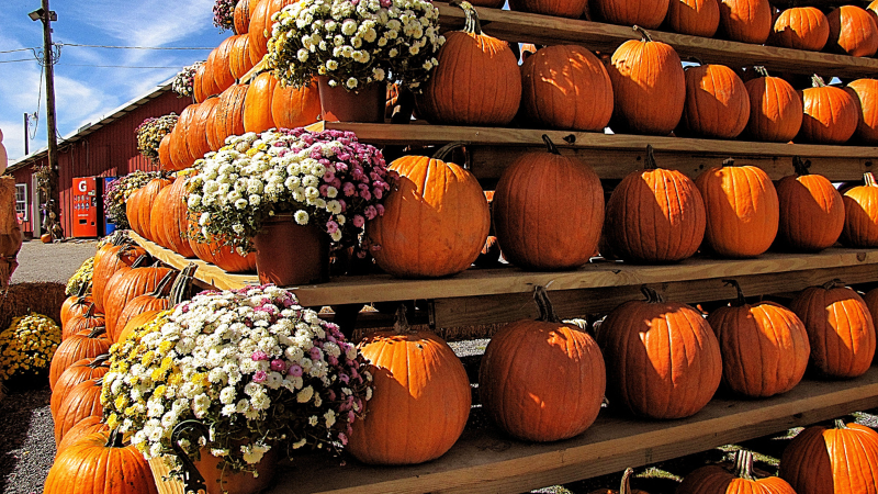 Greene County Fall Traditions Beyond Festivals | Wright-Patt Realty